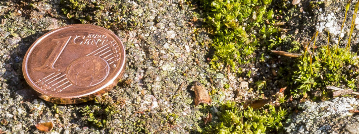 Wildwuchs im Gräflingsberg