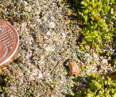 Wildwuchs im Gräflingsberg